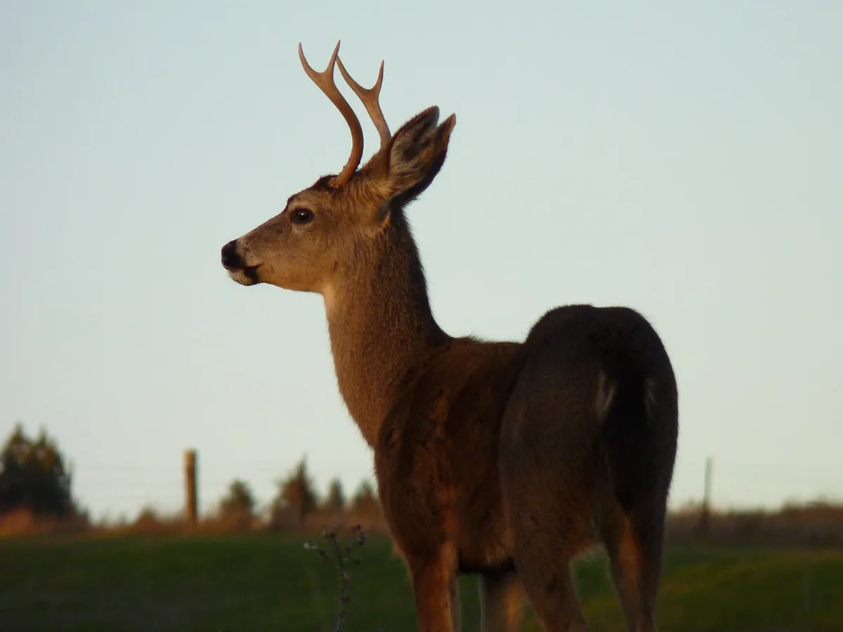 Visit Deer Jump Lookout Chamois Statue & More