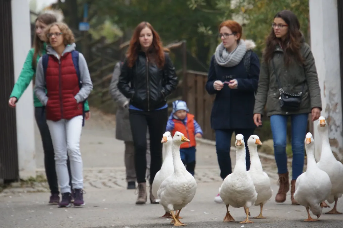 Is Zoo Plzeň and DinoPark Worth It? (2026 Review)